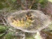 2026 The Vapourer (Orgyia antiqua) - pupating