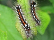 2030 Yellow-tail (Euproctis similis) - larvae