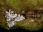 2033 Black Arches (Lymantria monacha) - emerging