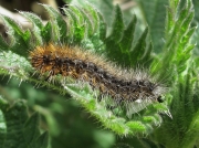 2057 Garden Tiger (Arctia caja) caterpillar - half grown