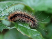 2057 Garden Tiger (Arctia caja) caterpillar - half grown