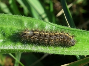 2064 Ruby Tiger (Phragmatobia fuliginosa) - 22mm third instar caterpillar