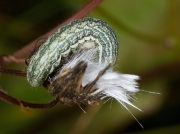 2164 Broad-barred White (Hecatera bicolorata) - larva