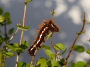 2289 Knot Grass (Acronicta rumicis) - larva