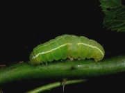 2291 The Coronet (Craniophora ligustri) - larva