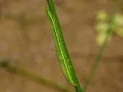 2439 Gold Spot (Plusia festucae) - larva