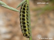 0169 6 spot Burnet caterpillar (Zygaena filipendulae) © 2018 Steve Ogden