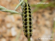 0169 6 spot Burnet caterpillar (Zygaena filipendulae) © 2018 Steve Ogden