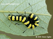Alder moth 25mm larva (Acronicta alni) reared on sallow © 2015 Steve Ogden