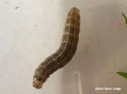 2176 Antler moth caterpillar (Cerapteryx graminis) west coast of Scotland sighting Sara Longe