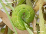 2232 Black Rustic caterpillar Aporophyla nigra © 2014 Steve Ogden