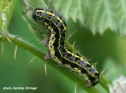 2183 Blossom Underwing caterpillar (Orthosia miniosa) sighting Caroline Stringer