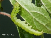 2478 Bloxworth Snout caterpillar (Hypena obsitalis) swept from Pellitory of the Wall in South West Cornwall © 2017 Steve Ogden