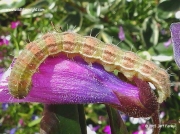 2403 Bordered Straw caterpillar (Heliothis peltigera)pink banded form (Heliothis peltigera) © 2015 Jeff Farley