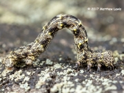 1927 Brindled Beauty caterpillar (Lycia hirtaria) © 2017 Matthew Lewis