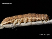 2110 Broad bordered Yellow Underwing caterpillar (Noctua fimbriata) © 2008 Steve Ogden