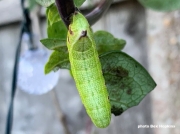 1983 Broad-bordered Bee Hawkmoth caterpillar (Hemaris fuciformis