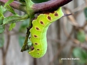 1983 Broad-bordered Bee Hawkmoth caterpillar (Hemaris fuciformis)
