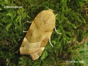 Broad-bordered Yellow Underwing (Noctua fimbriata) female © 2009 Steve Ogden