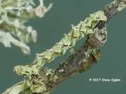 1945-Brussels Lace (Cleorodes lichenaria) final instar caterpillar © 2017 Steve Ogden