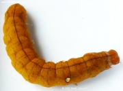 1653 Buff Arches caterpillar (Habrosyne pyritoides) © 2015 David Johnson