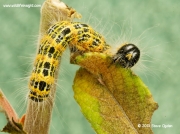 1994 Buff-tip (Phalera bucephala) caterpillar