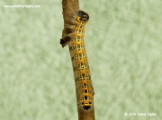 1994 Buff-tip (Phalera bucephala) fully grown caterpillar
