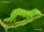 2434Burnished Brass caterpillar (Diachrysia chrysitis)