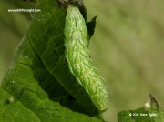 2434 Burnished Brass caterpillar (Diachrysia chrysitis)