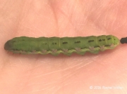 Caterpillar found on Kale California USA  © 2016 Rachel Willier
