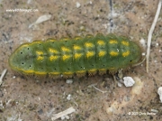 Chalkhill Blue butterfly caterpillar (Lysandra coridon).
