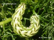 2214 Chamomile Shark (Cucullia chamomillae) fully grown green form of caterpillar on Sea Mayweed © 2013 Steve Ogden