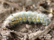 2019 Chocolate-tip caterpillar (Clostera curtula) photo Alan Symonds