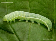 2188 Clouded Drab (Orthosia incerta) caterpillar © 2014 Steve Ogden