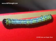 1885 Clouded Magpie caterpillar (Abraxas sylvata) © 2015 Kodo and Sophie Olivier