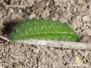 Common Blue butterfly caterpillar (Polyommatus icarus) © 2010 Steve Ogden