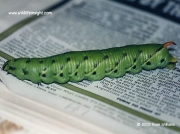 1972Convolvulus Hawkmoth (Agrius convolvuli) caterpillar Perranporth © 2002 Rose Williams