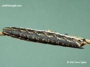 1972 Convolvulus Hawkmoth caterpillar dark form © 2016 Steve Ogden