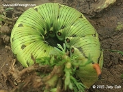 1972 Convolvulus Hawkmoth green larval form © 2015 Joey Cole