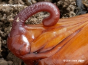 Convolvulus Hawkmoth pupa proboscis sheath © 2016 Steve Ogden