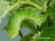2297 Copper Underwing final instar caterpillar (Amphipyra pyramidae) on elm © 2018 Steve Ogden
