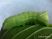 2297 Copper Underwing caterpillar (Amphipyra pyramidea) photo Jill Whiteford