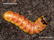 Goat Moth prepupating caterpillar Cossus cossus, unearthed from vegetable bed, Devon, UK © 2017 Steve Ogden