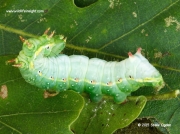 2008 Coxcomb Prominent caterpillar (Ptilodon capucina) on oak leaf © 2015 Steve Ogden