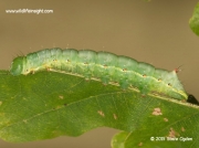 2008 Coxcomb Prominent caterpillar (Ptilodon capucina) feeding on oak leaf © 2015 Steve Ogden