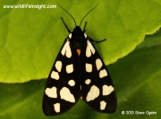 Freshly emerged Cream-spot Tiger Moth (Arctia villica)