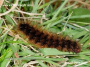 2058 Cream-spot Tiger caterpillar (Arctia villica) © 2009 Steve Ogden