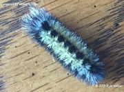 Ctenucha virginica caterpillar Minnesota © 2015 Kyle Nelson