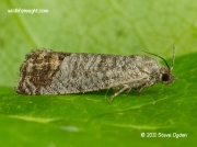 1261 Codling Moth (Cydia pomonella) © 2016 Steve Ogden