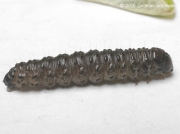2321 Dark Arches caterpillar Apamea monoglypha photo Graham Wenman